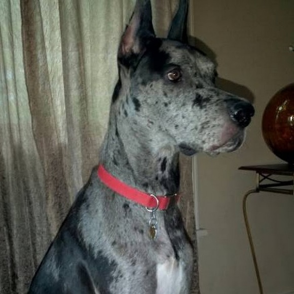 Meet your Posher, Kara - Picture 1 of 1